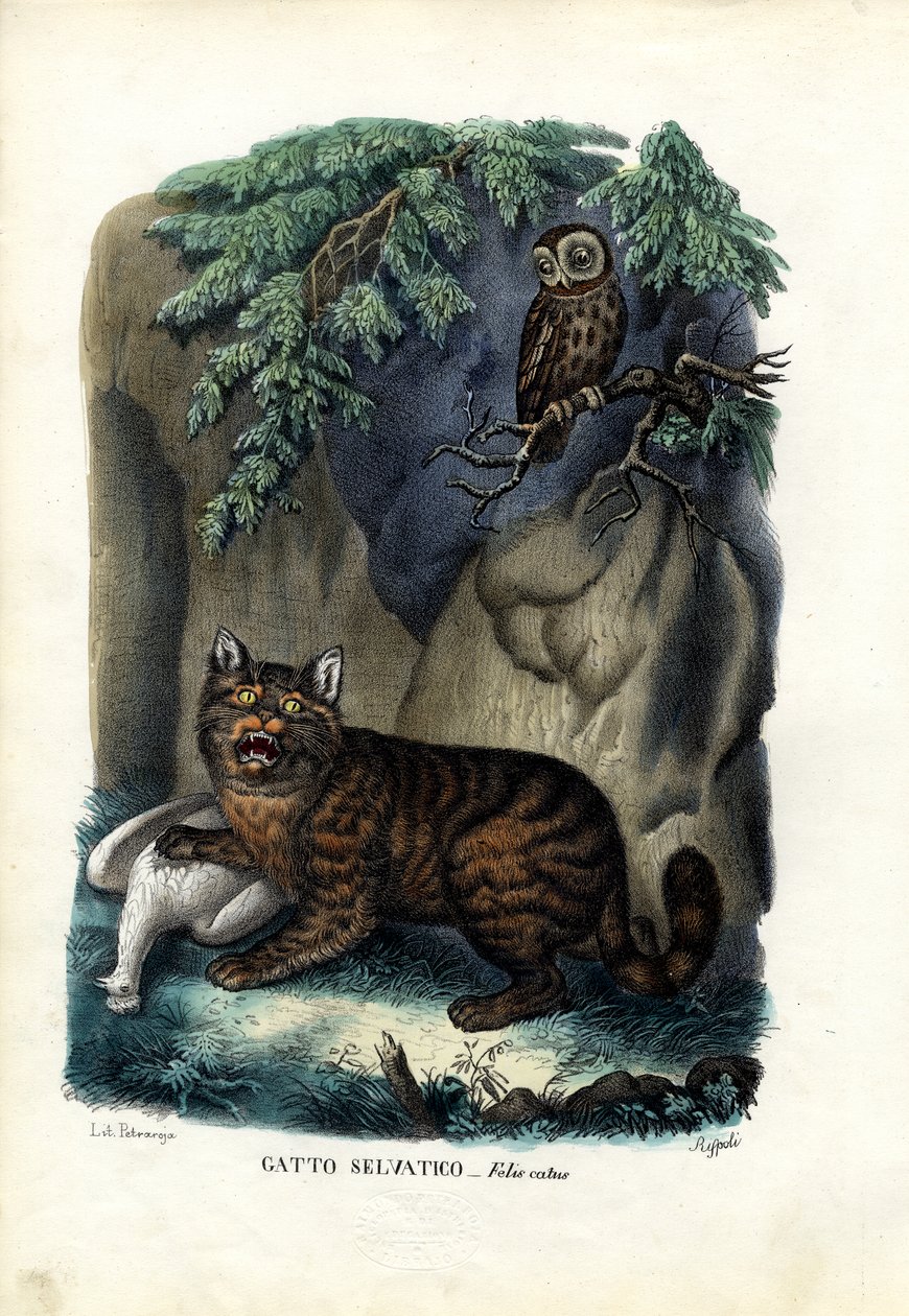 Divoká kočka, 1863-79 od Raimundo Petraroja