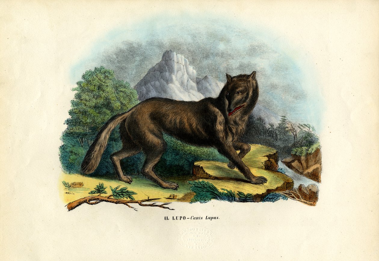 Vlk, 1863-79 od Raimundo Petraroja
