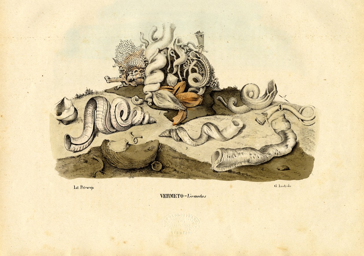 Červí šneci, 1863-79 od Raimundo Petraroja