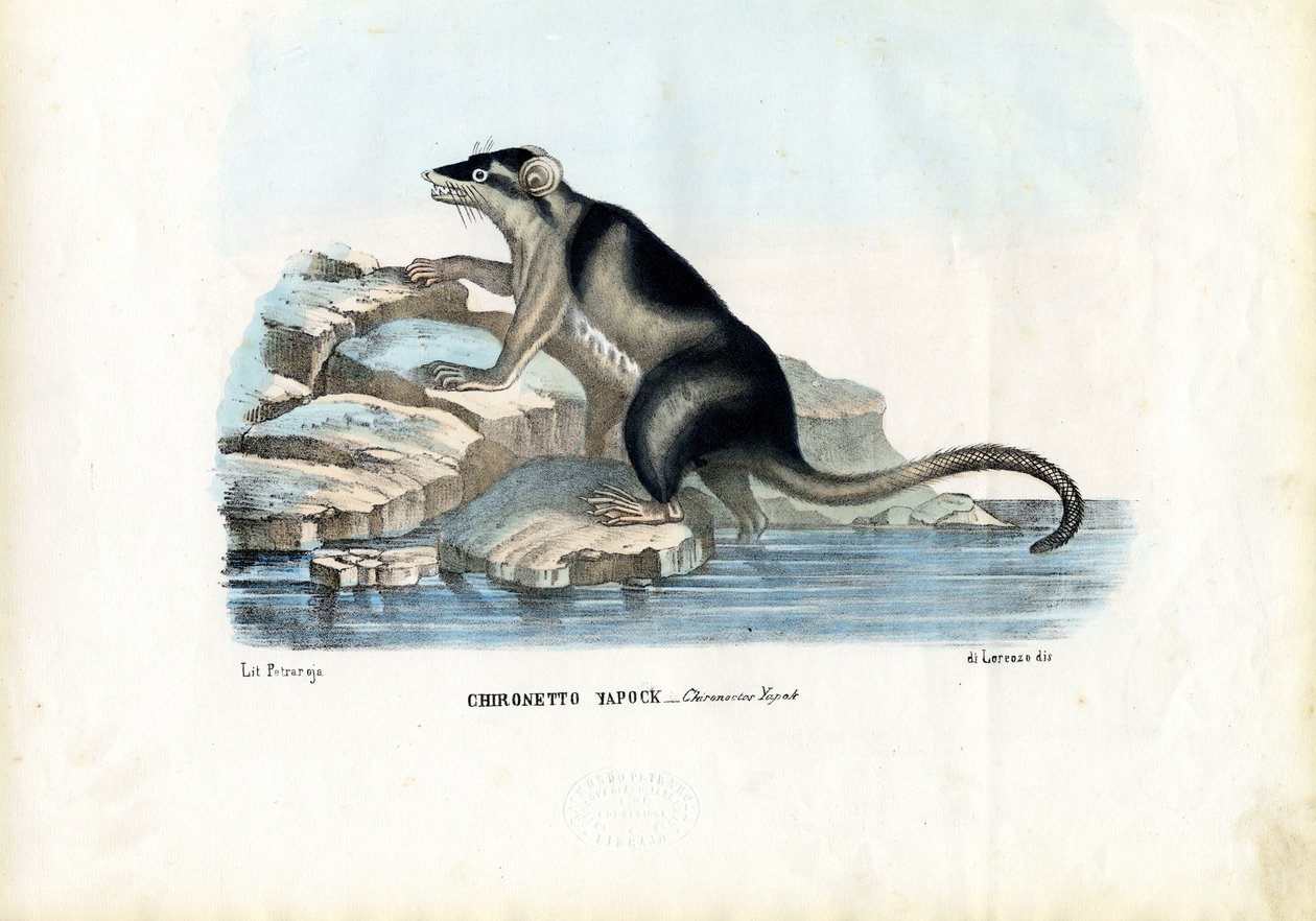 Yapok, 1863-79 od Raimundo Petraroja