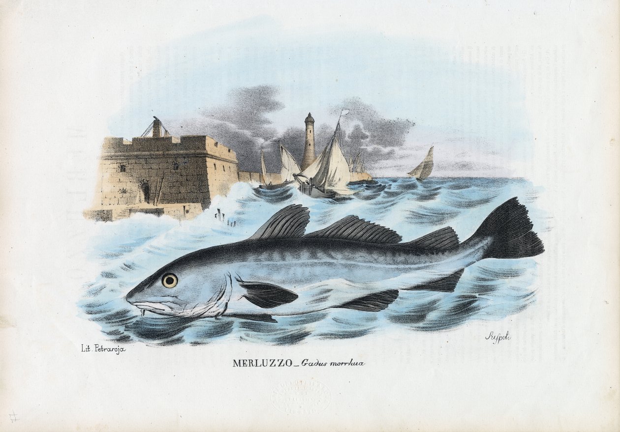 Treska atlantská, 1863-79 od Raimundo Petraroja