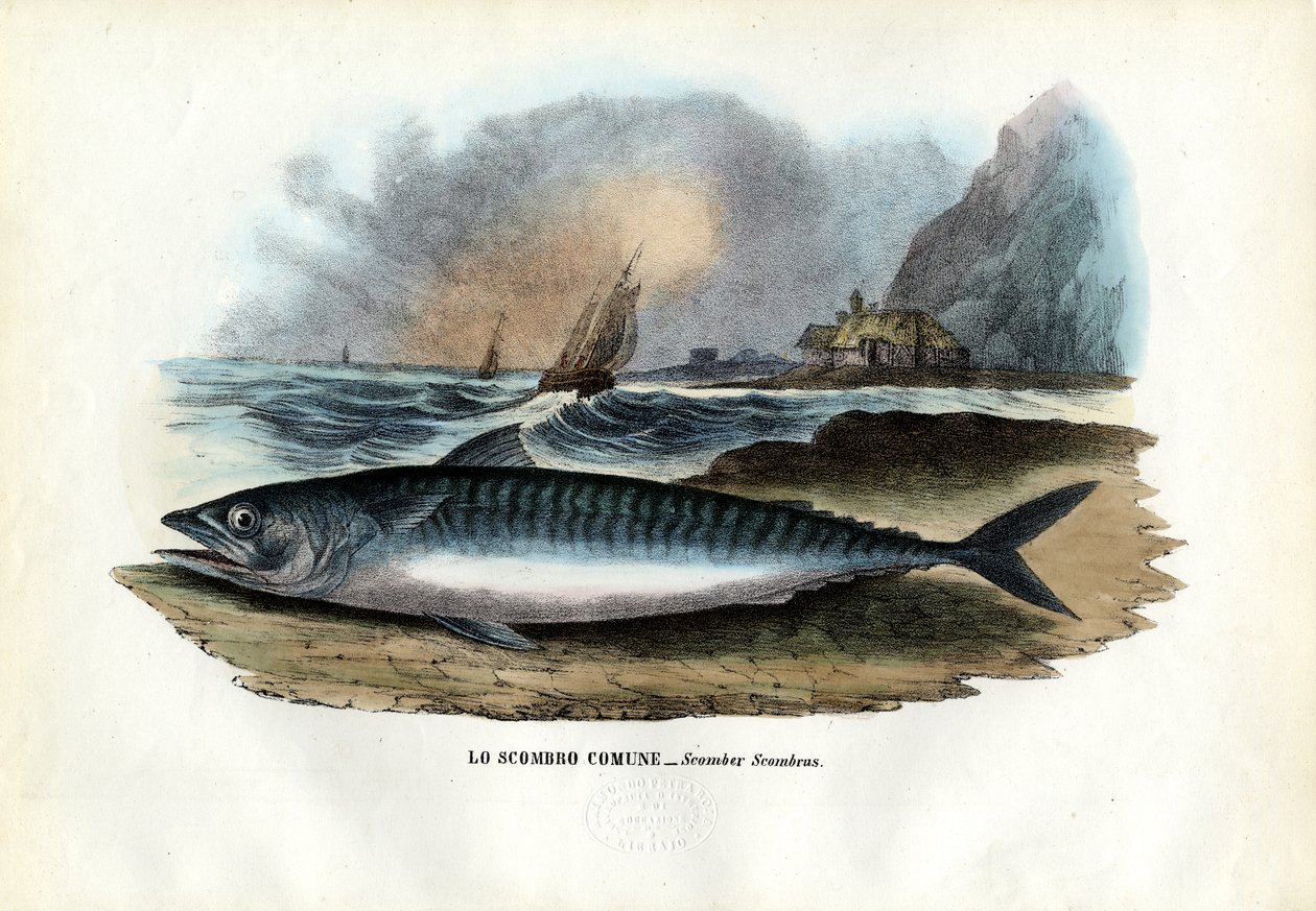 Atlantská makrela, 1863-79 od Raimundo Petraroja