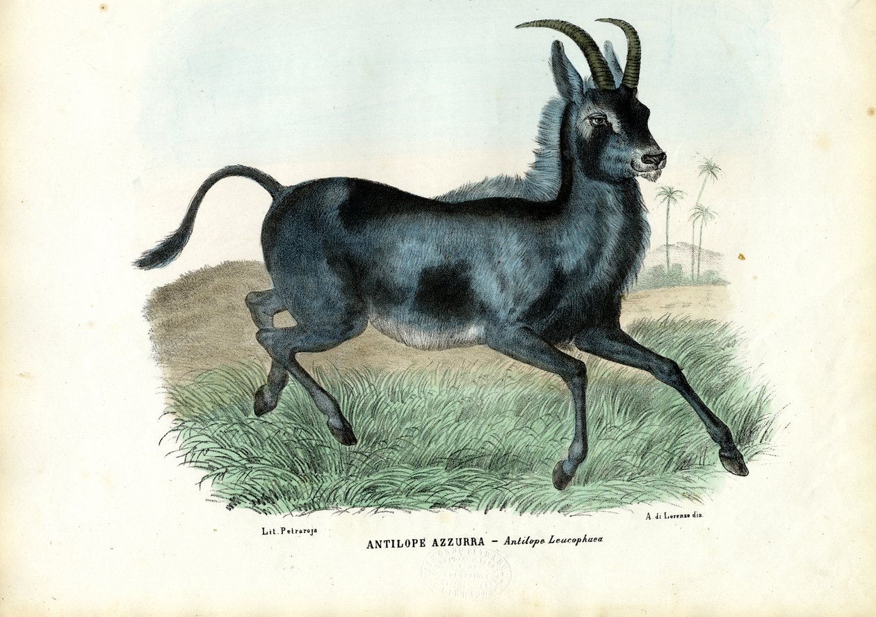 Bluebuck, 1863-79 od Raimundo Petraroja
