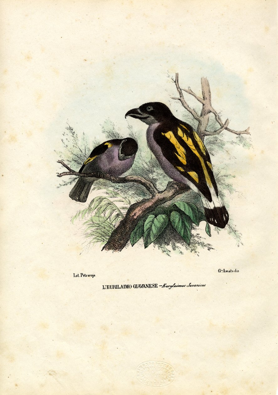 Broadbills, 1863-79 od Raimundo Petraroja