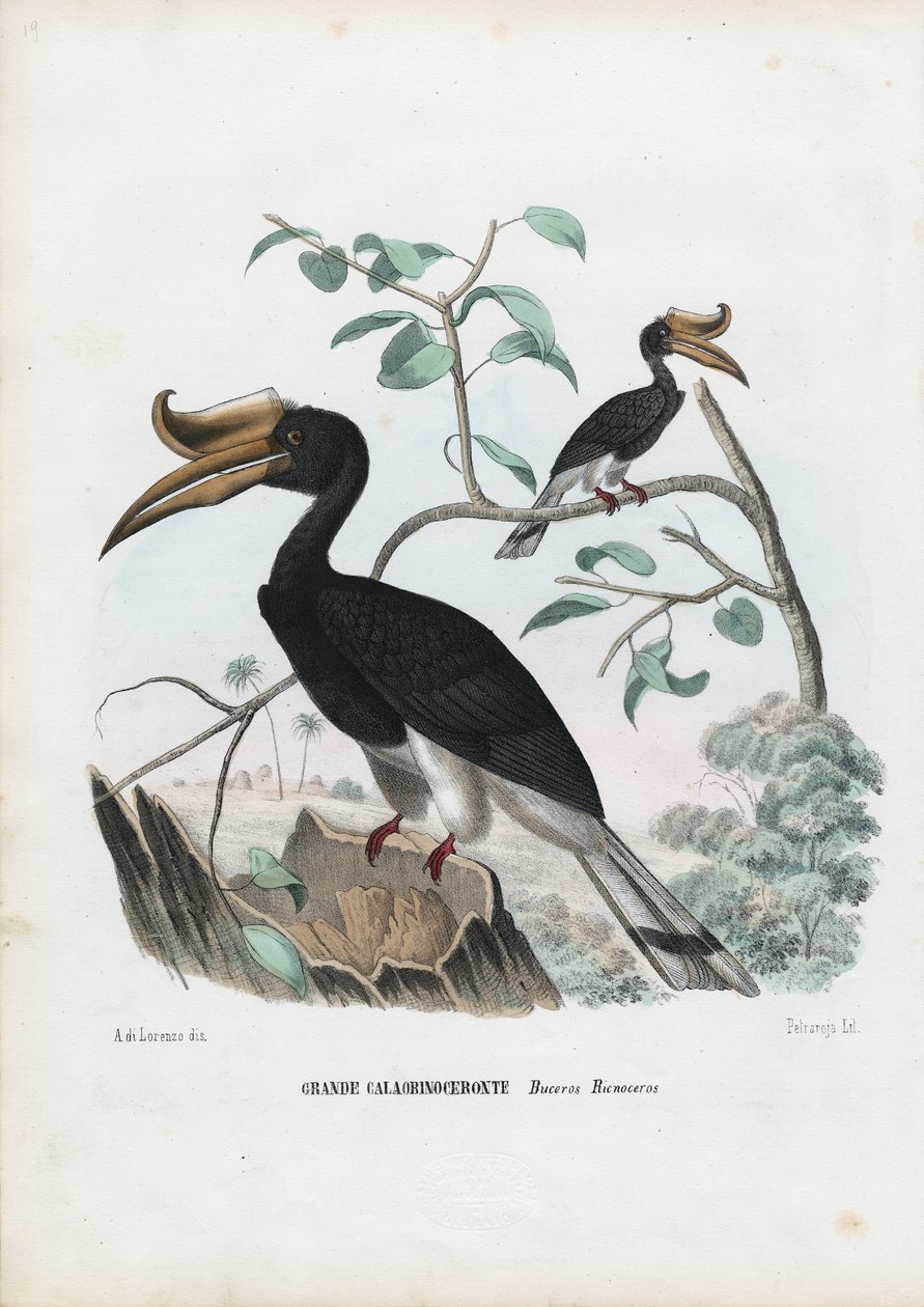 Zoborožec velký, 1863-79 od Raimundo Petraroja
