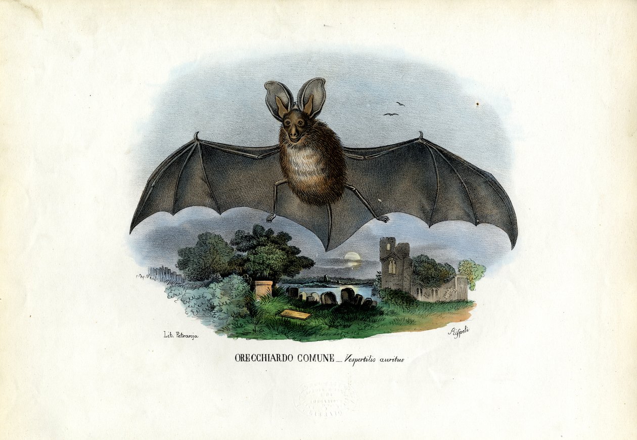 Šedý netopýr ušatý, 1863-79 od Raimundo Petraroja