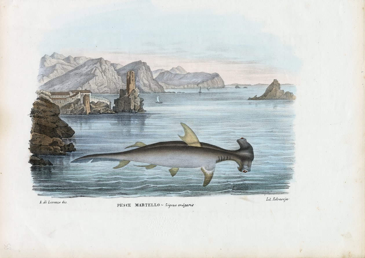 Hammerhead, 1863-79 od Raimundo Petraroja