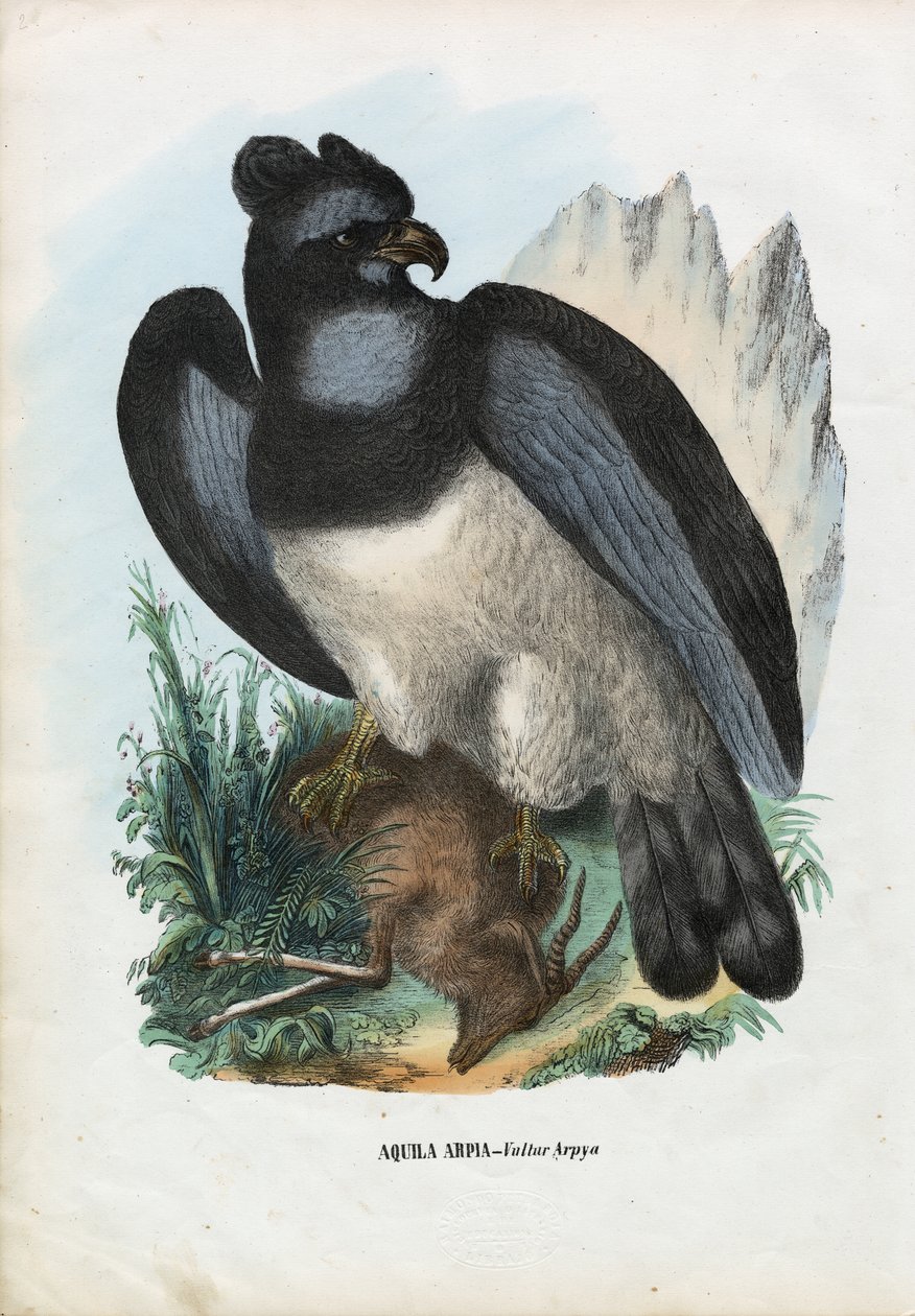 Harpyje Orel, 1863-79 od Raimundo Petraroja