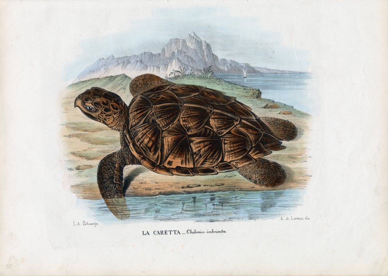Mořská želva Hawksbill, 1863-79 od Raimundo Petraroja