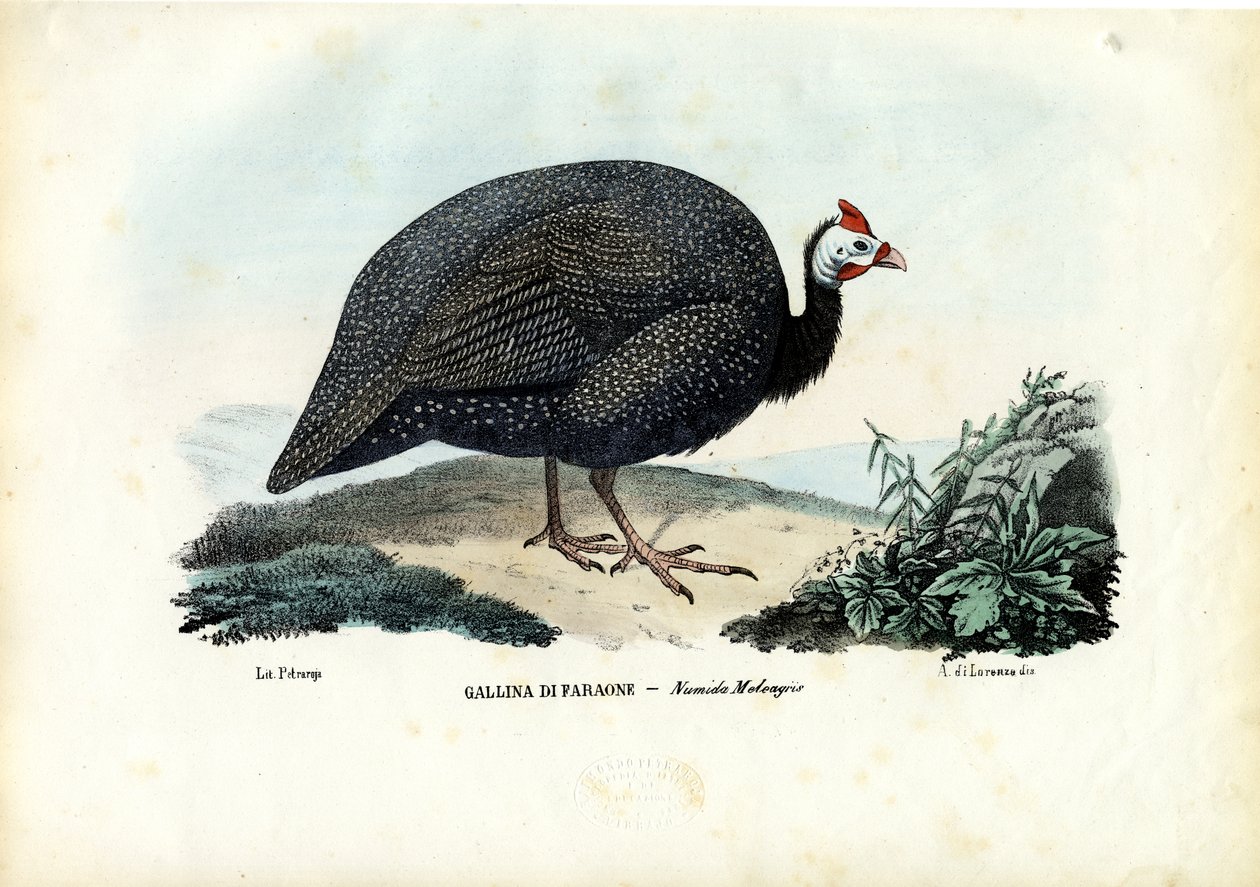 Perlička s přilbou, 1863-79 od Raimundo Petraroja