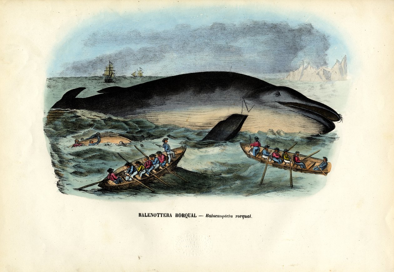 Keporkak, 1863-79 od Raimundo Petraroja