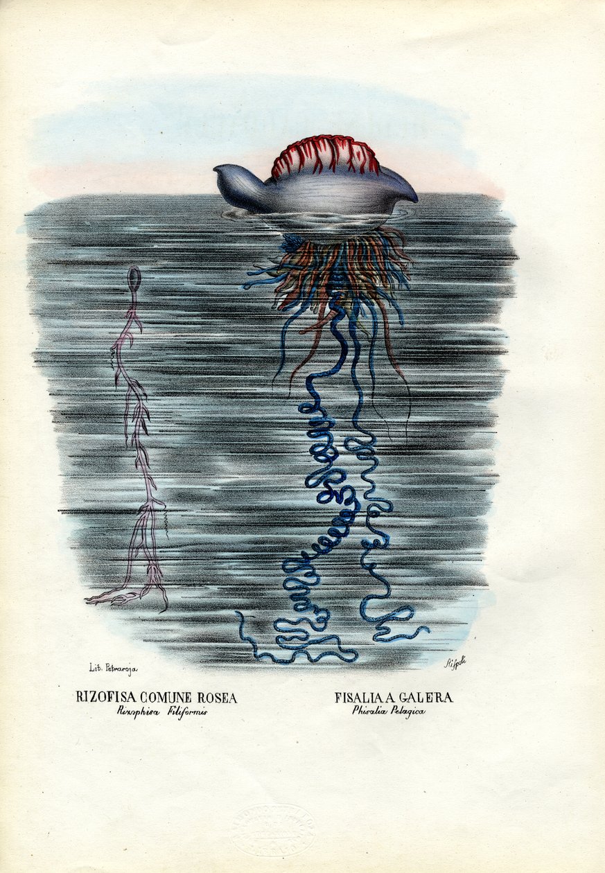 Medúzy, 1863-79 od Raimundo Petraroja