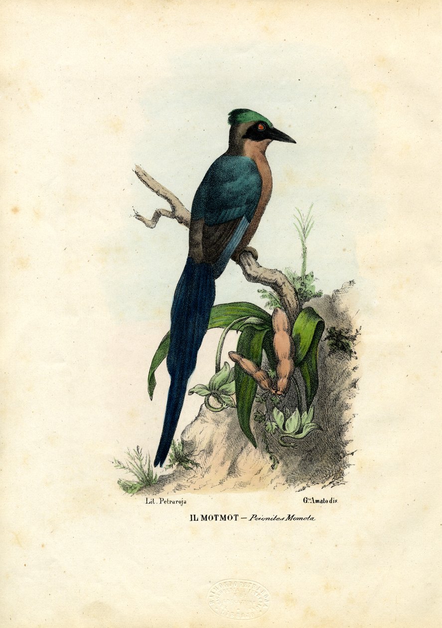 Motmot, 1863-79 od Raimundo Petraroja