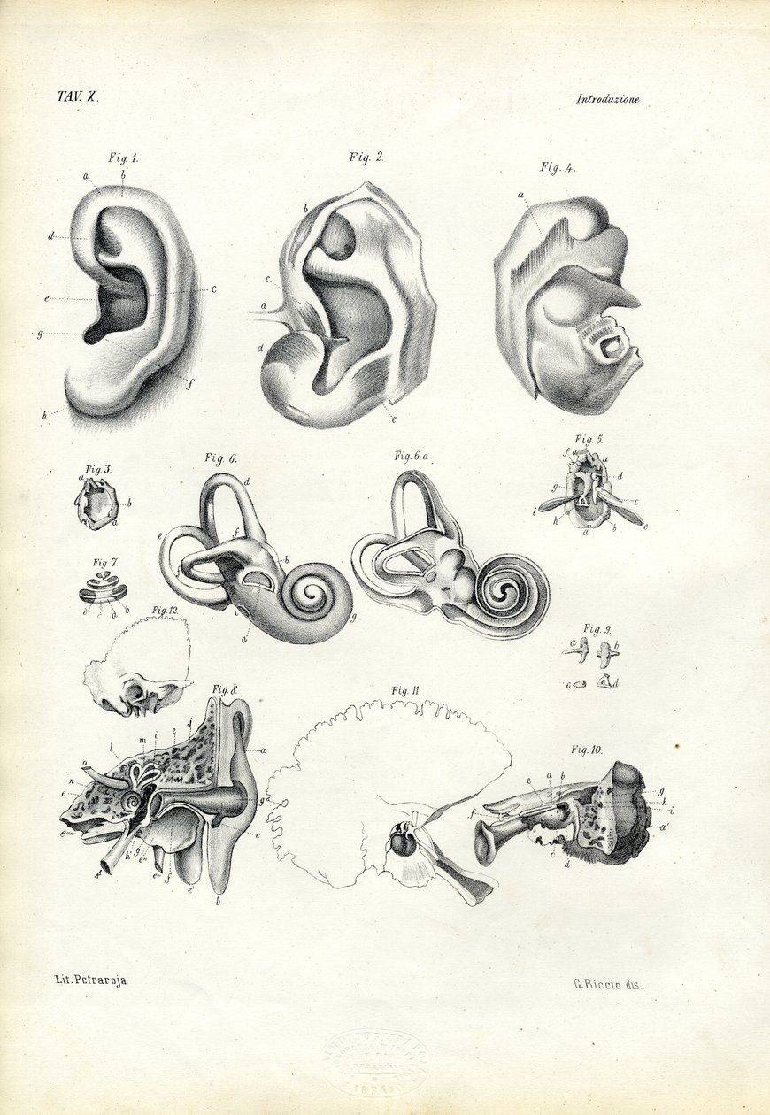 Varhany sluchu, 1863-79 od Raimundo Petraroja