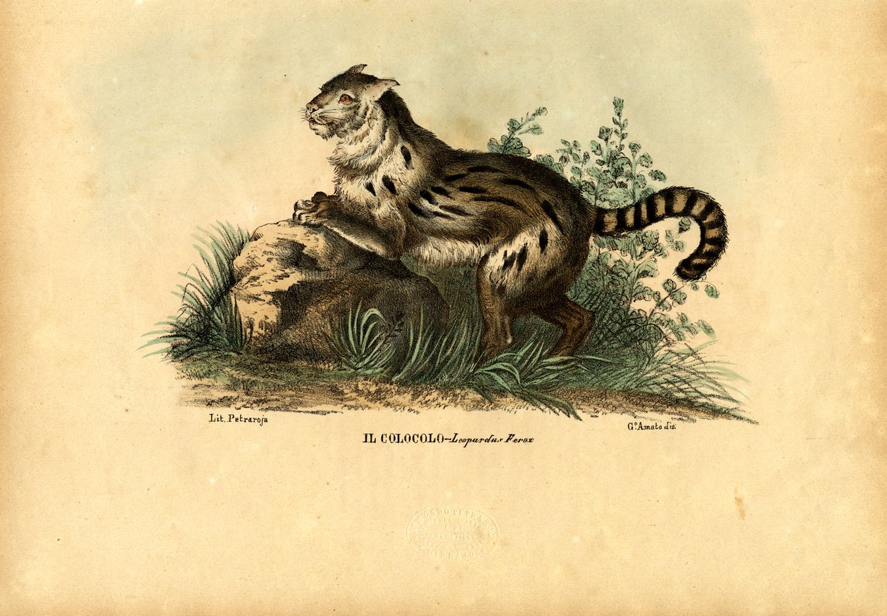 Kočka pampská, 1863-79 od Raimundo Petraroja