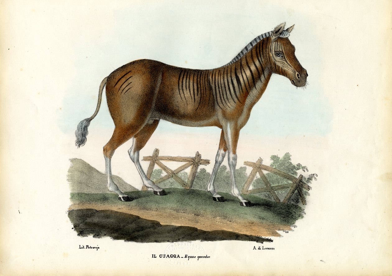 Quagga, 1863-79 od Raimundo Petraroja