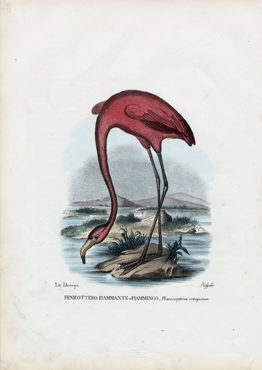 Rosy, 1863-79 od Raimundo Petraroja