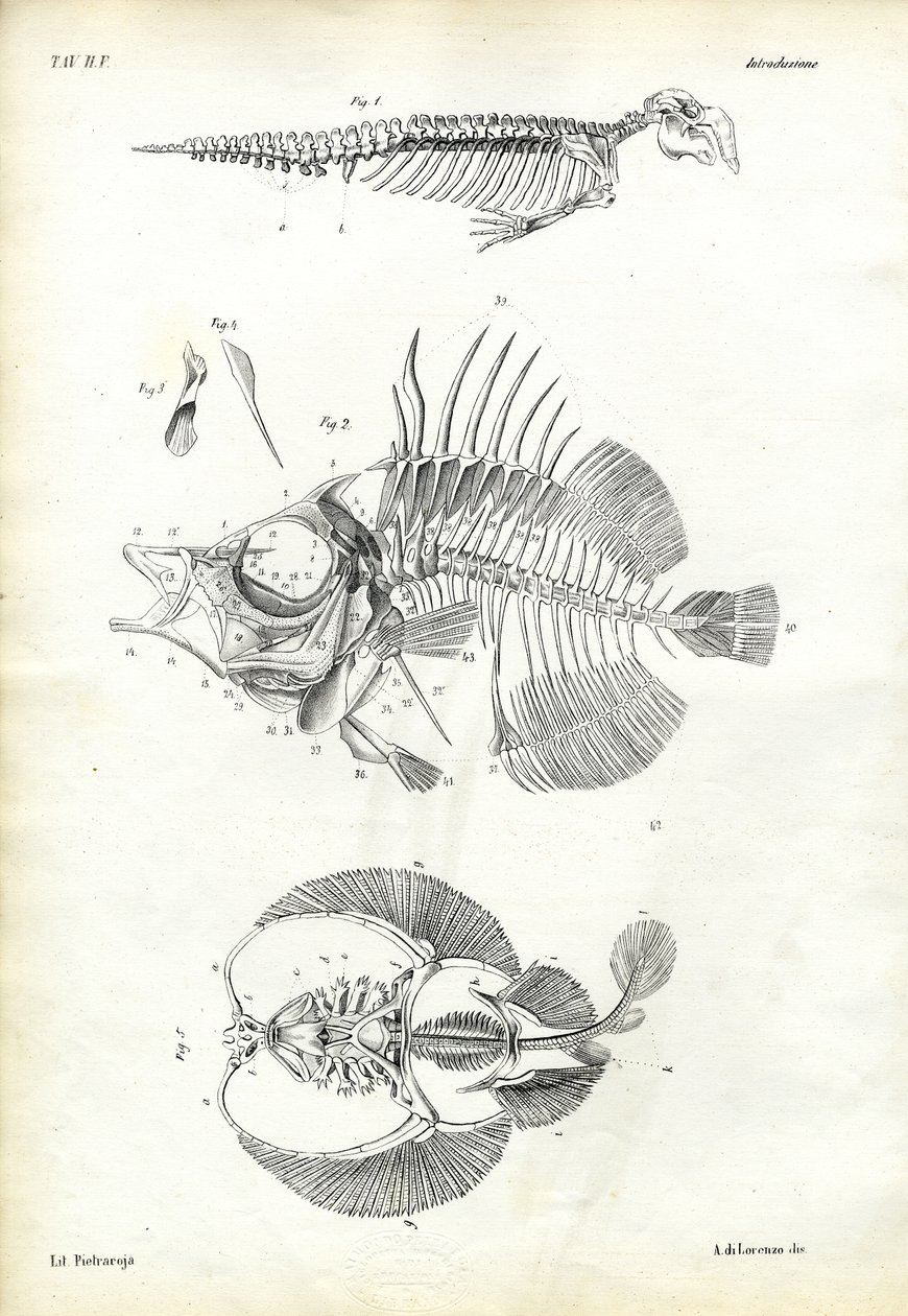 Pečeť, 1863-79 od Raimundo Petraroja