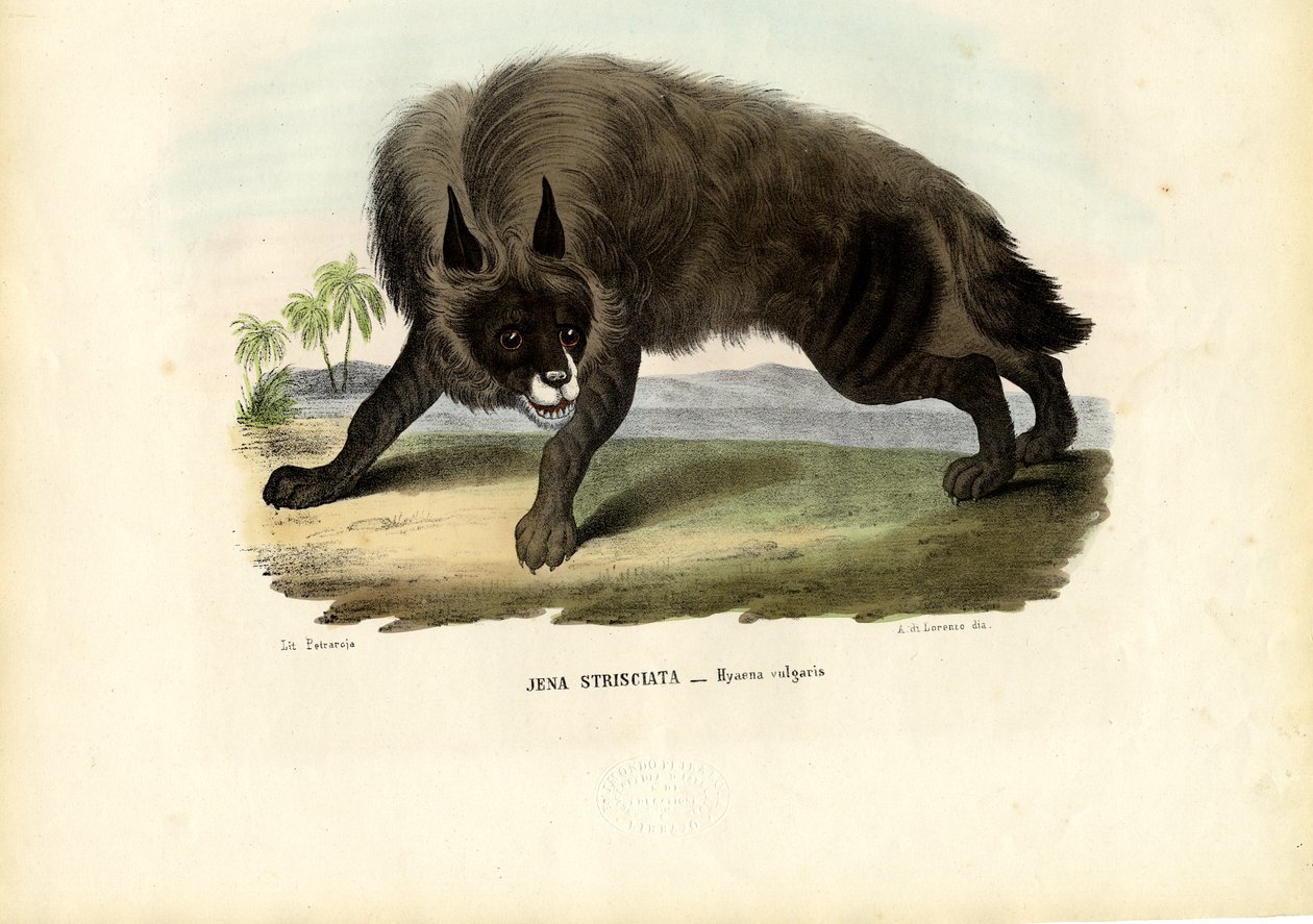 Hyena pruhovaná, 1863-79 od Raimundo Petraroja