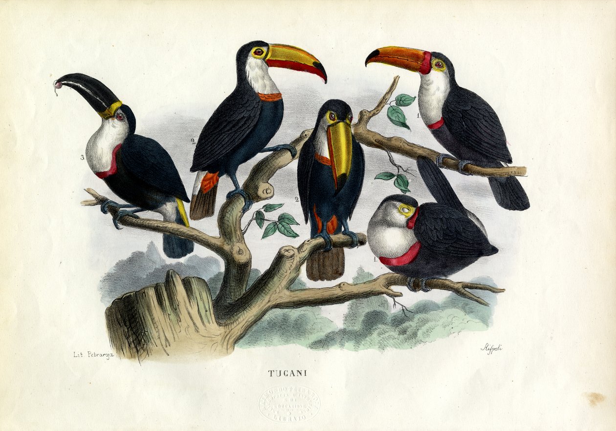 Tukani, 1863-79 od Raimundo Petraroja