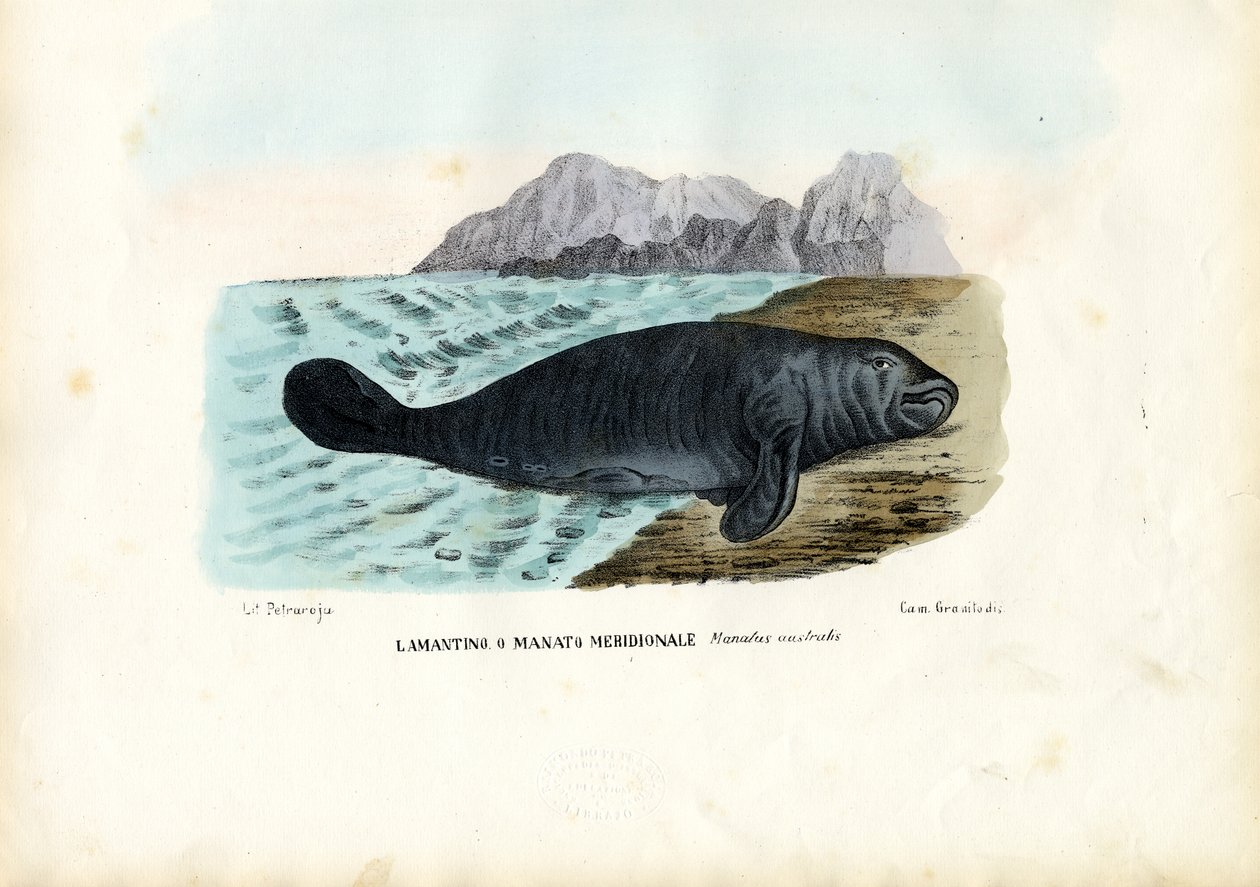 West Indian Manatee, 1863-1879 od Raimundo Petraroja