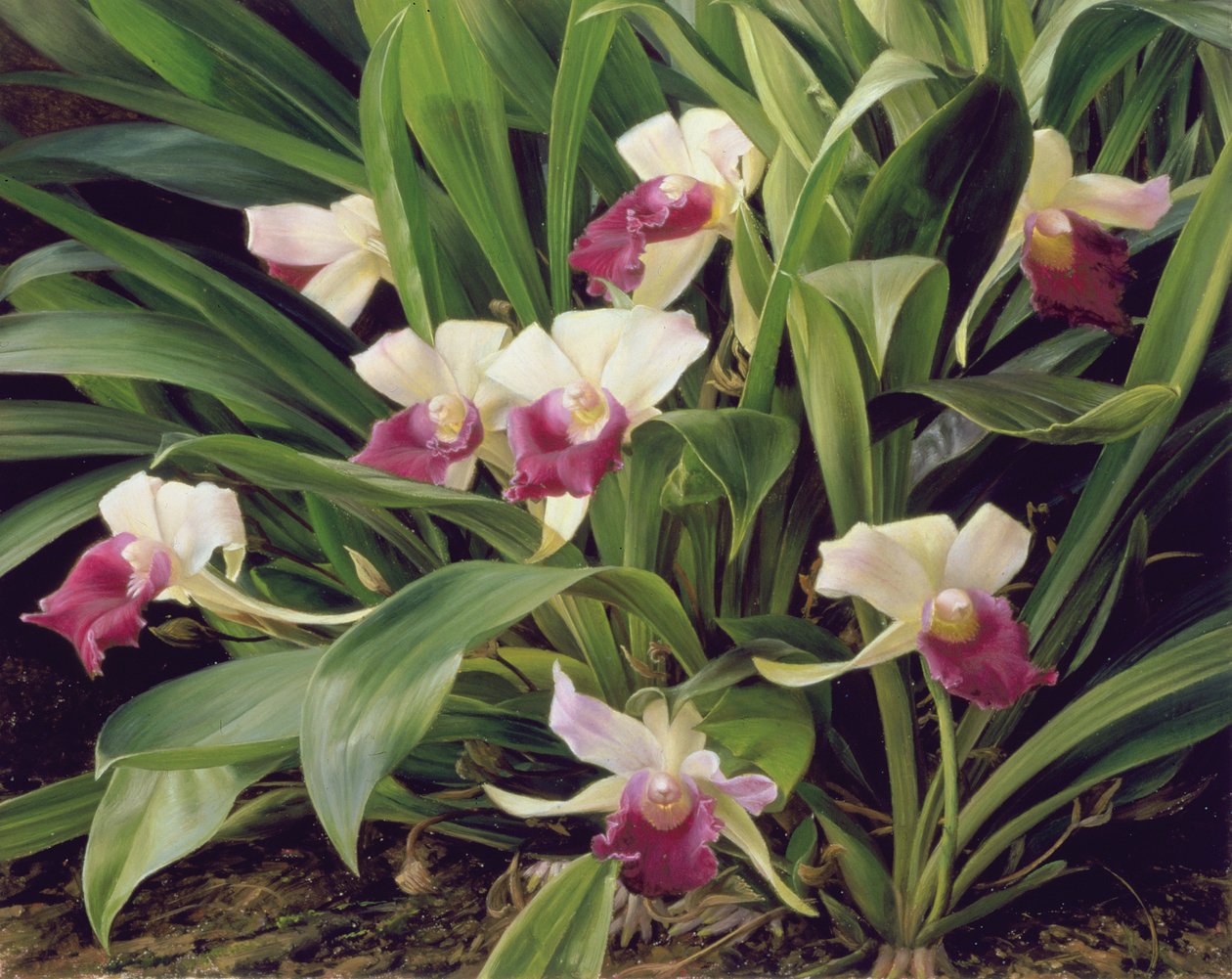 Cochleanthus Hybrid od Raymond Booth
