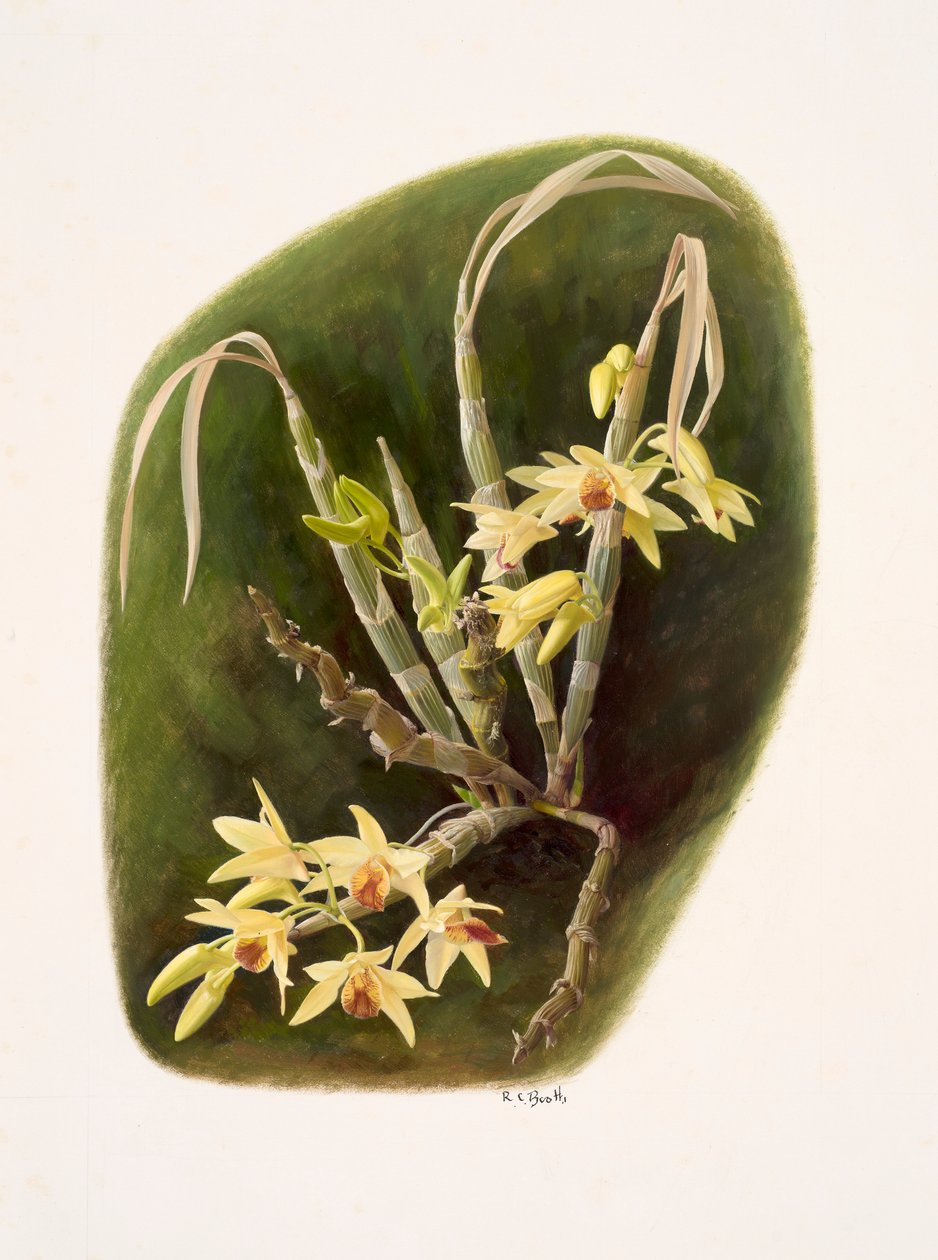 Dendrolium aureum (olej na papíře) od Raymond Booth