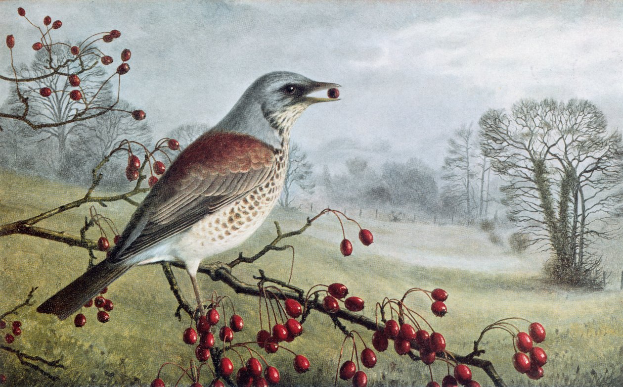 Fieldfare od Raymond Booth