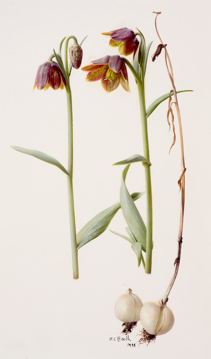 Fritillaria daviesii od Raymond Booth