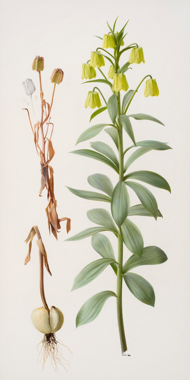 Fritillaria pallidiflora od Raymond Booth
