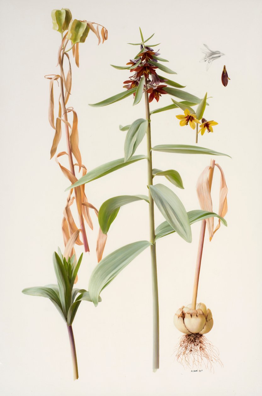 Fritillaria sewerzowii od Raymond Booth