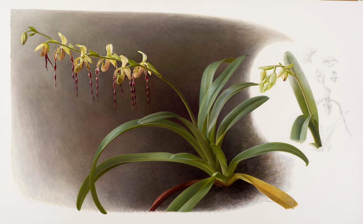 Orchideje od Raymond Booth