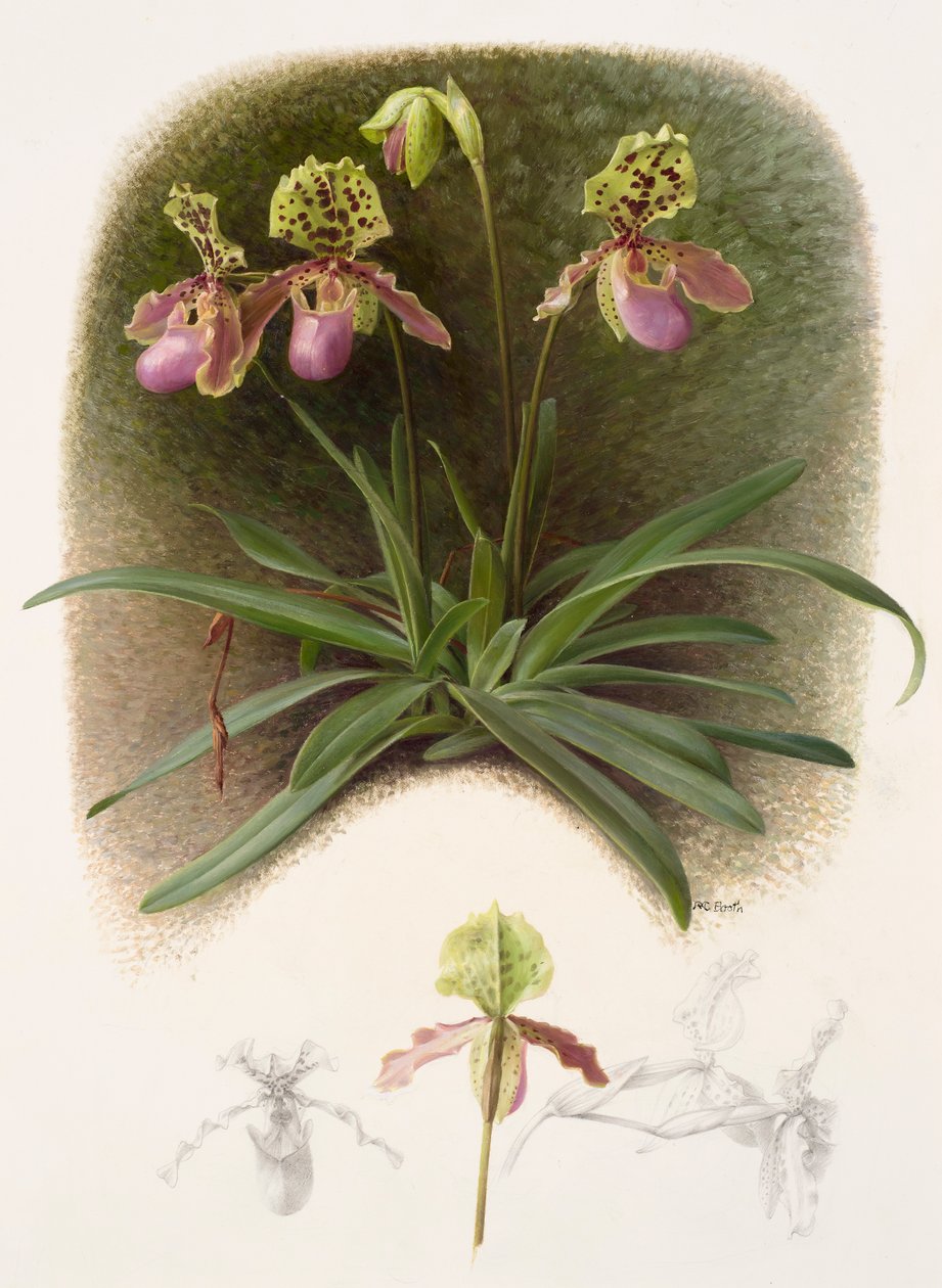 Paphiopedilium henryi (olej na papíře) od Raymond Booth