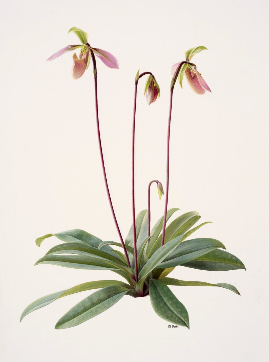 Pophiopedrium appletonianum (olej na papíře) od Raymond Booth