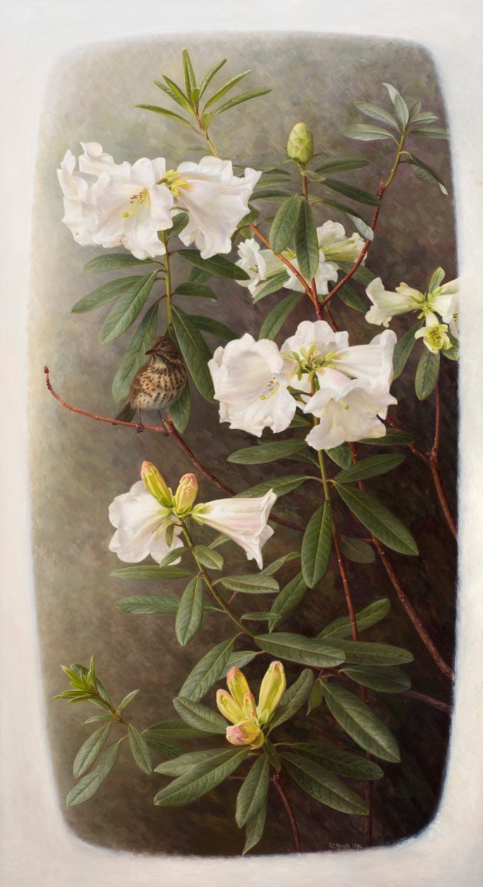 Rhododendron lindleyi od Raymond Booth