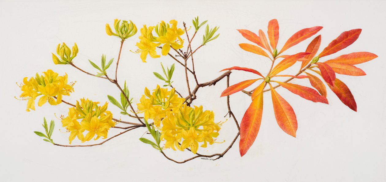 Rhododendron uteum (olej na papíře) od Raymond Booth