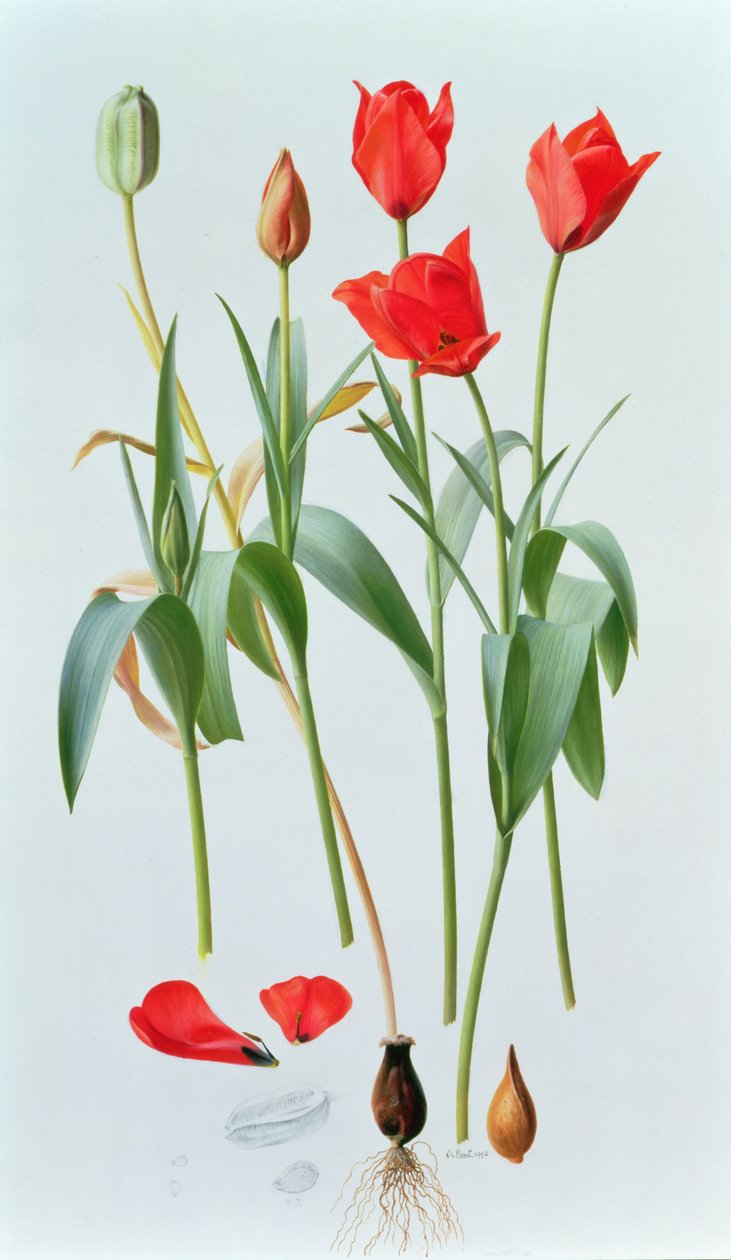 Tulipa amabilis od Raymond Booth