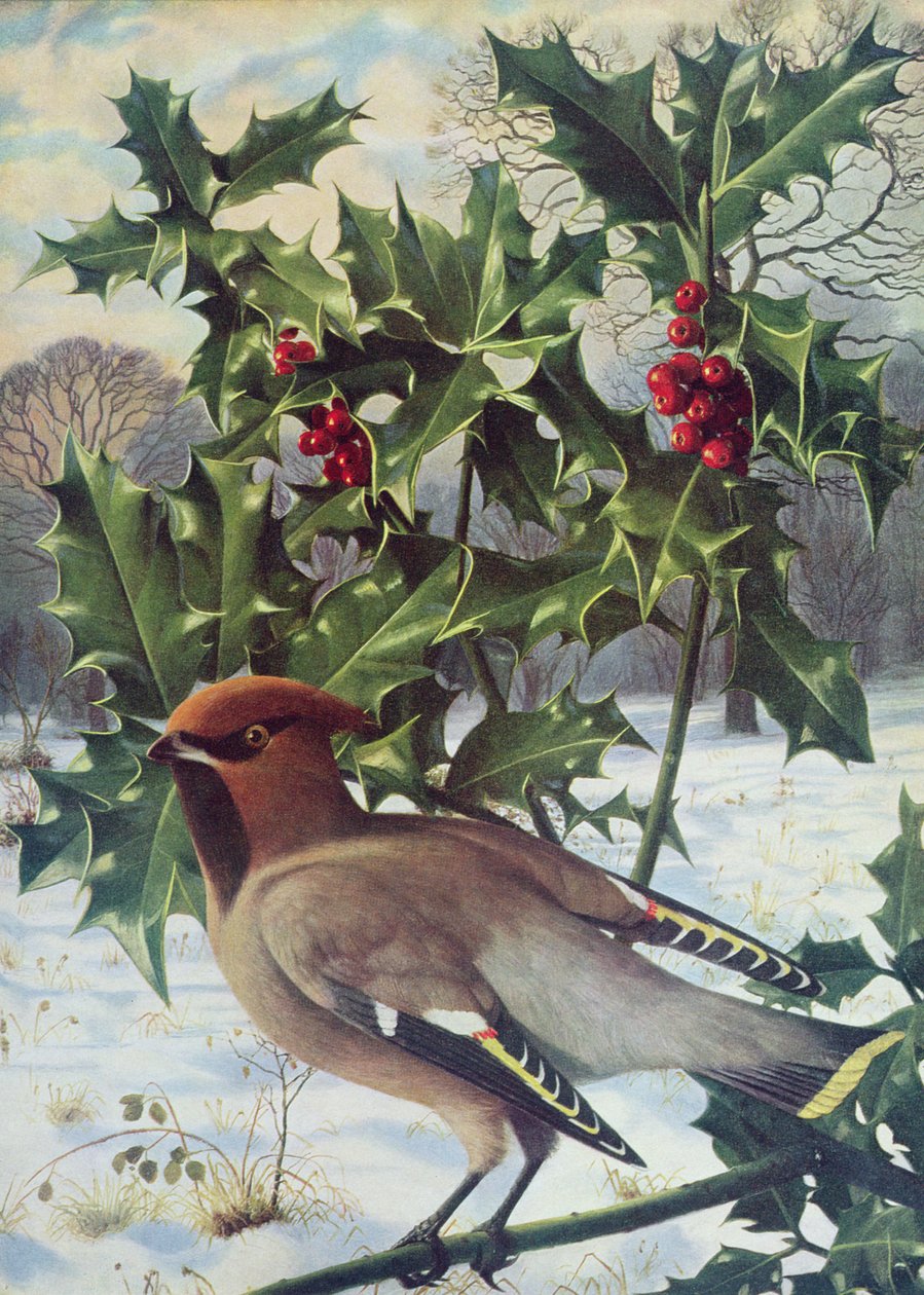 Waxwing od Raymond Booth