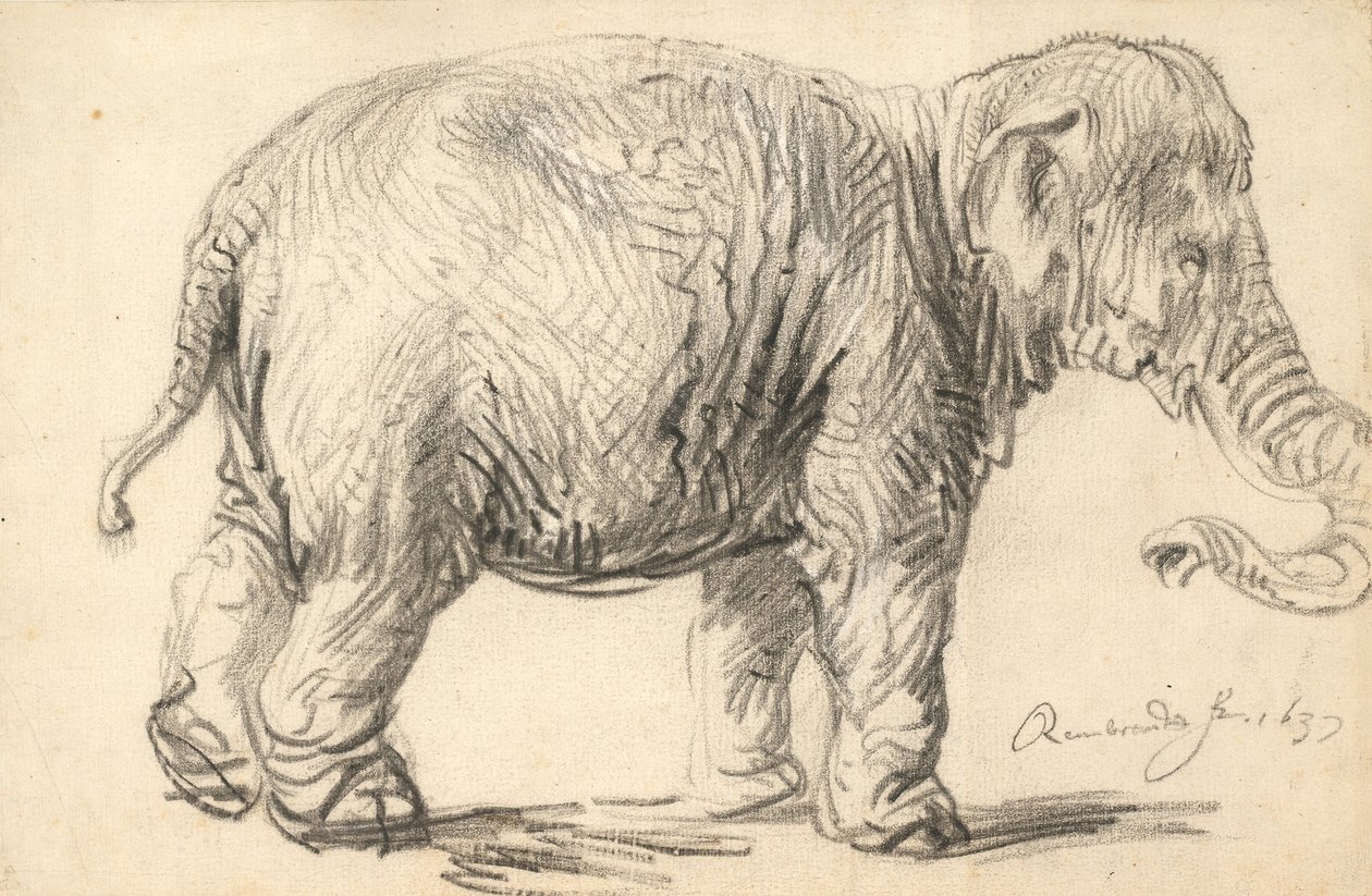 Slon od Rembrandt van Rijn