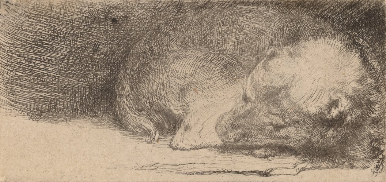 Spící štěně, c. 1640. od Rembrandt van Rijn