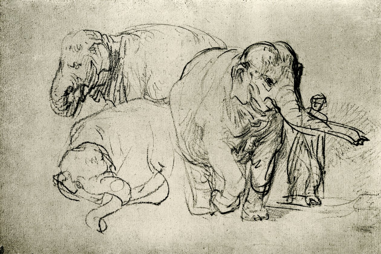 Studium slonů od Rembrandt van Rijn