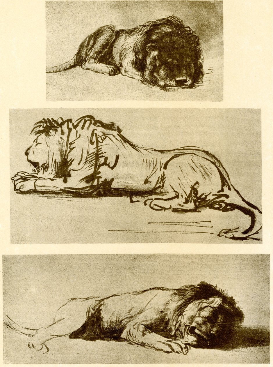 Tři studie lvů od Rembrandt van Rijn