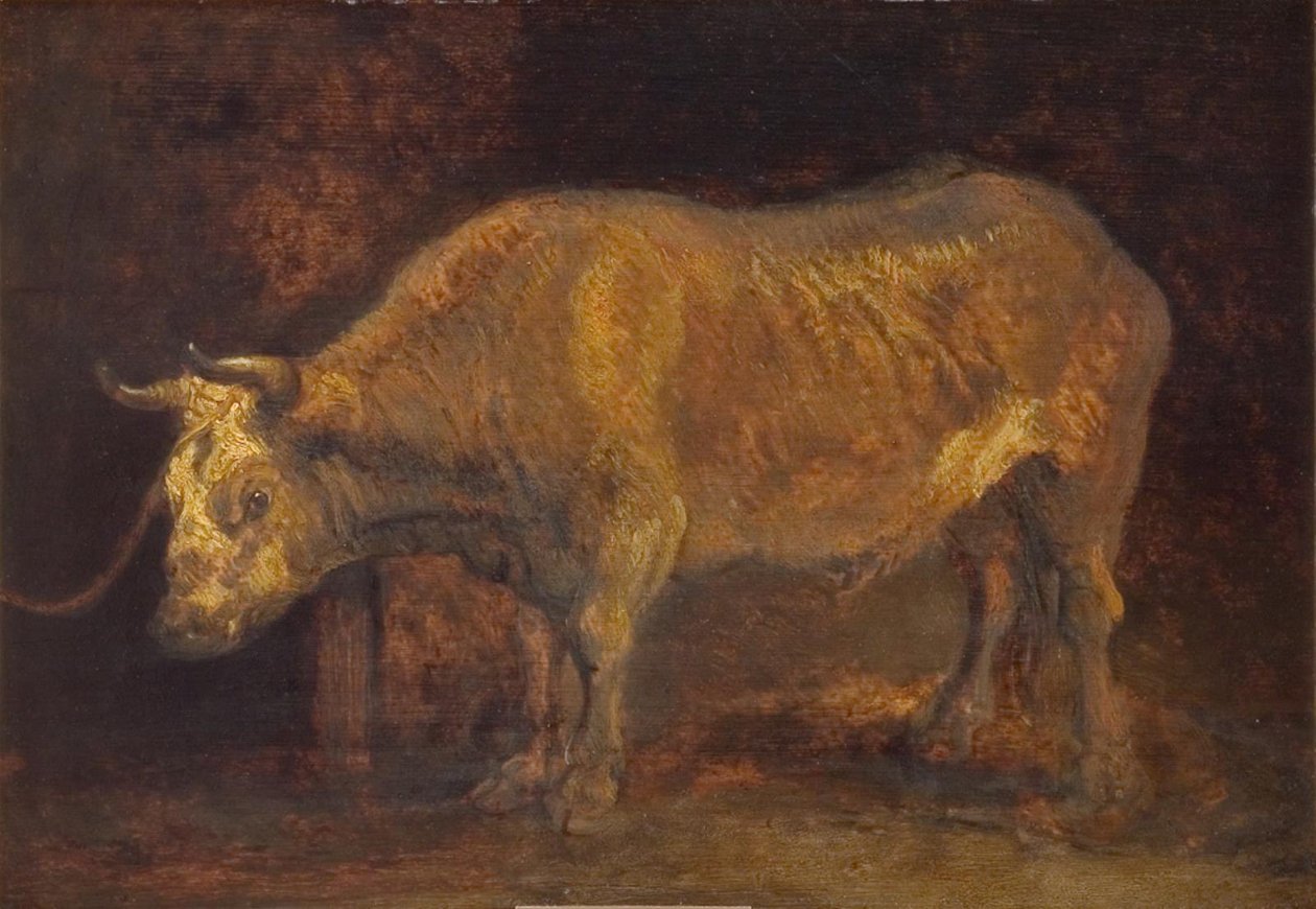 Vůl stojící od Rembrandts skole