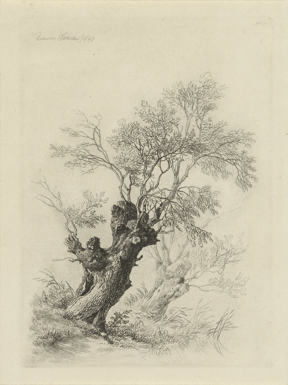 Vrba od Remigius Adrianus Haanen