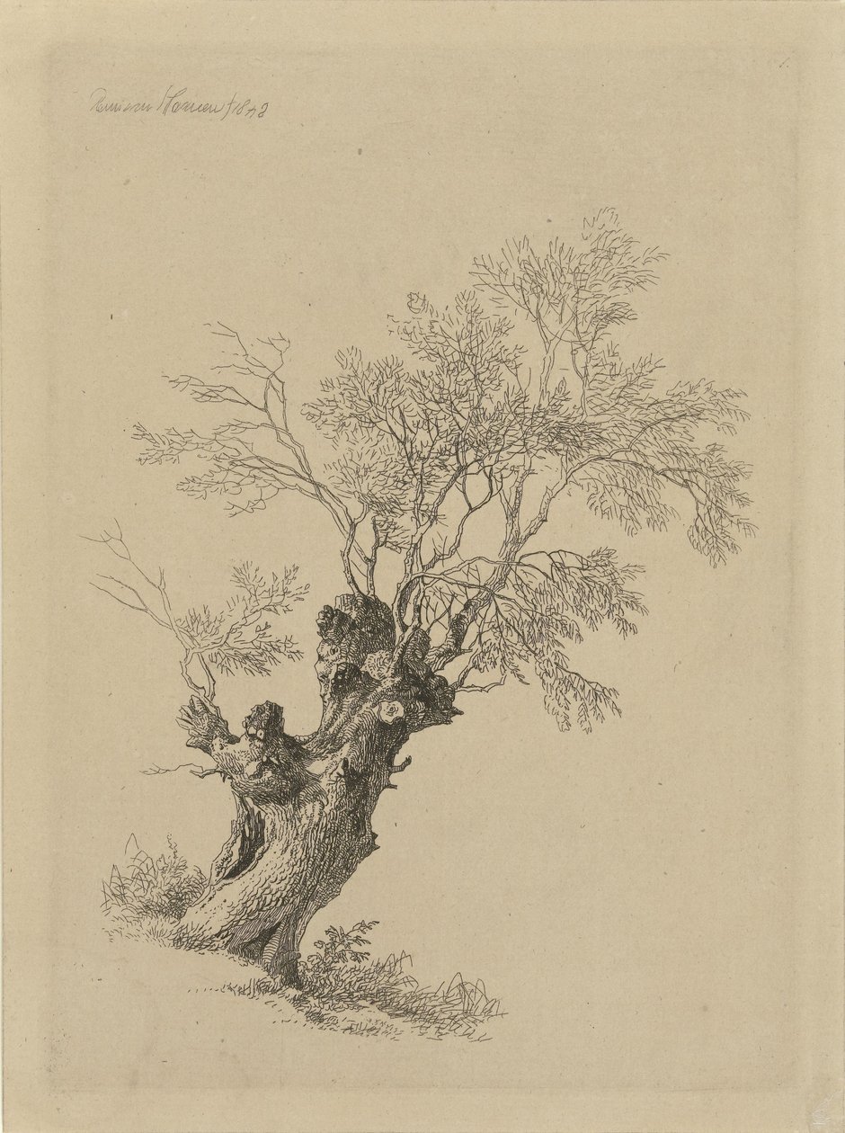 Vrba od Remigius Adrianus Haanen