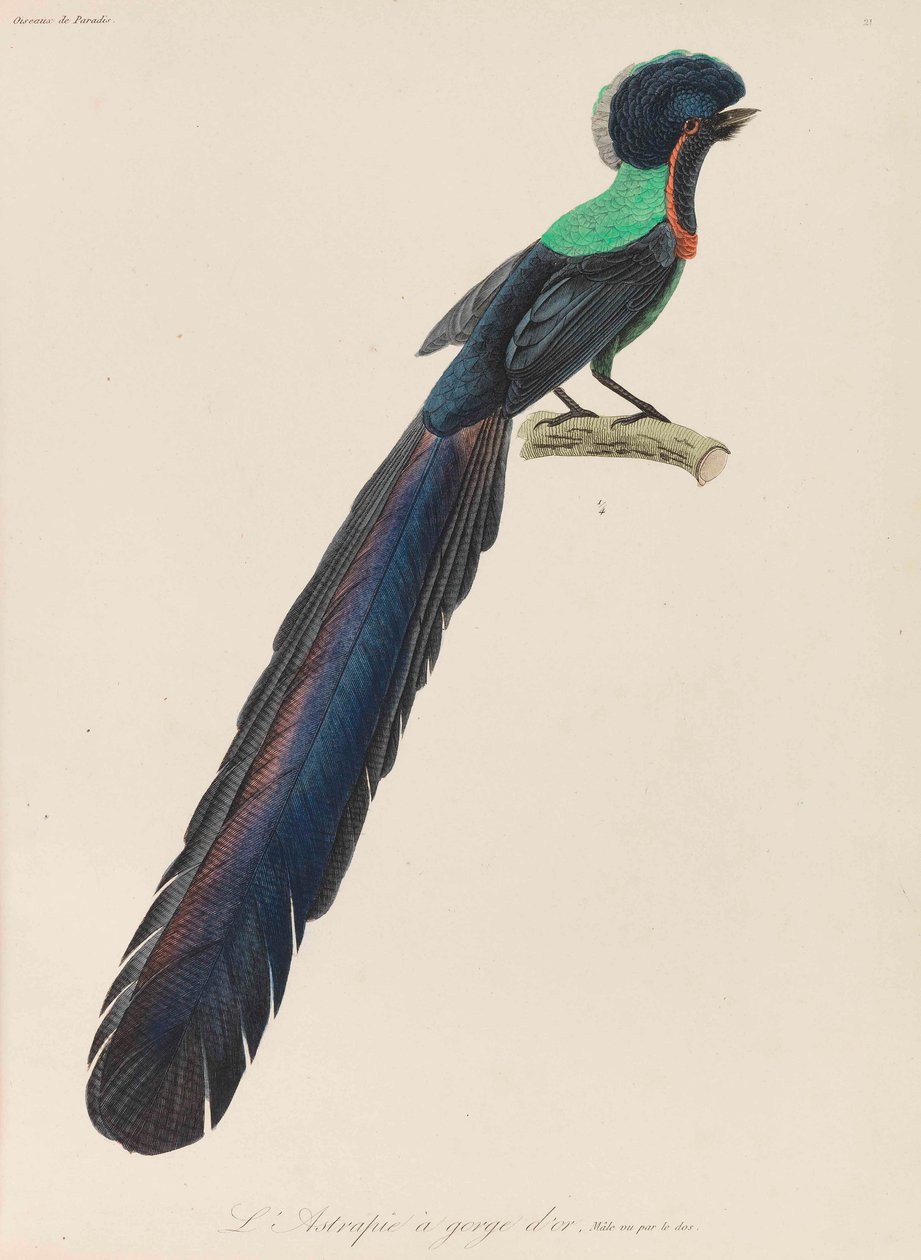 Ráj, 1835. od René Primevère Lesson