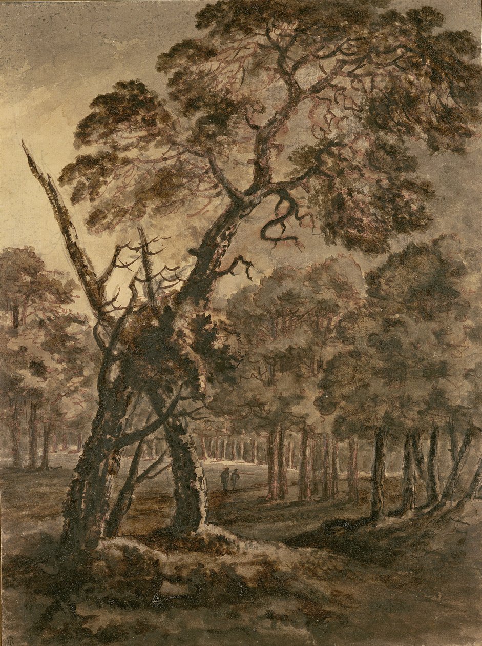 Forest Scene, A Giant Scots Fir and Forest Glade, 1771 (pero a inkoust a mytí na papíře) od Rev. William Gilpin