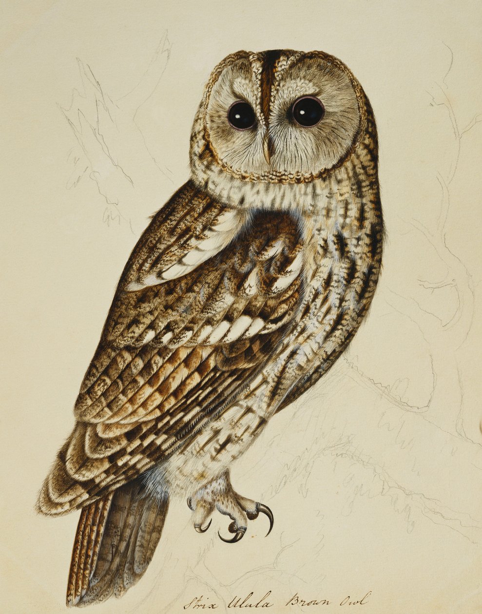 Hnědá sova (Strix Ulula) od Rev. C. Atkinson