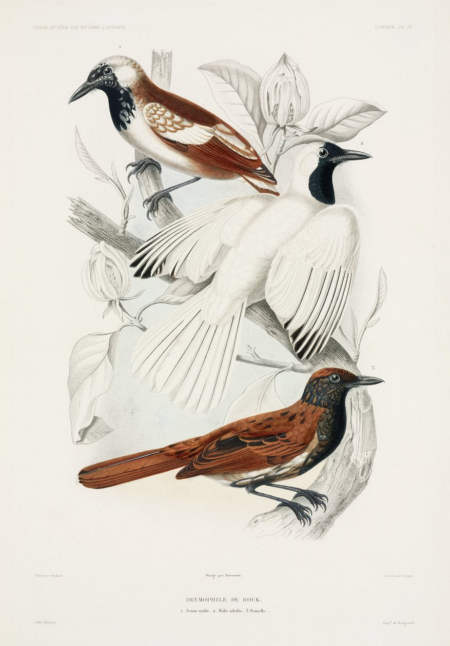 Antbirds od John Pardon
