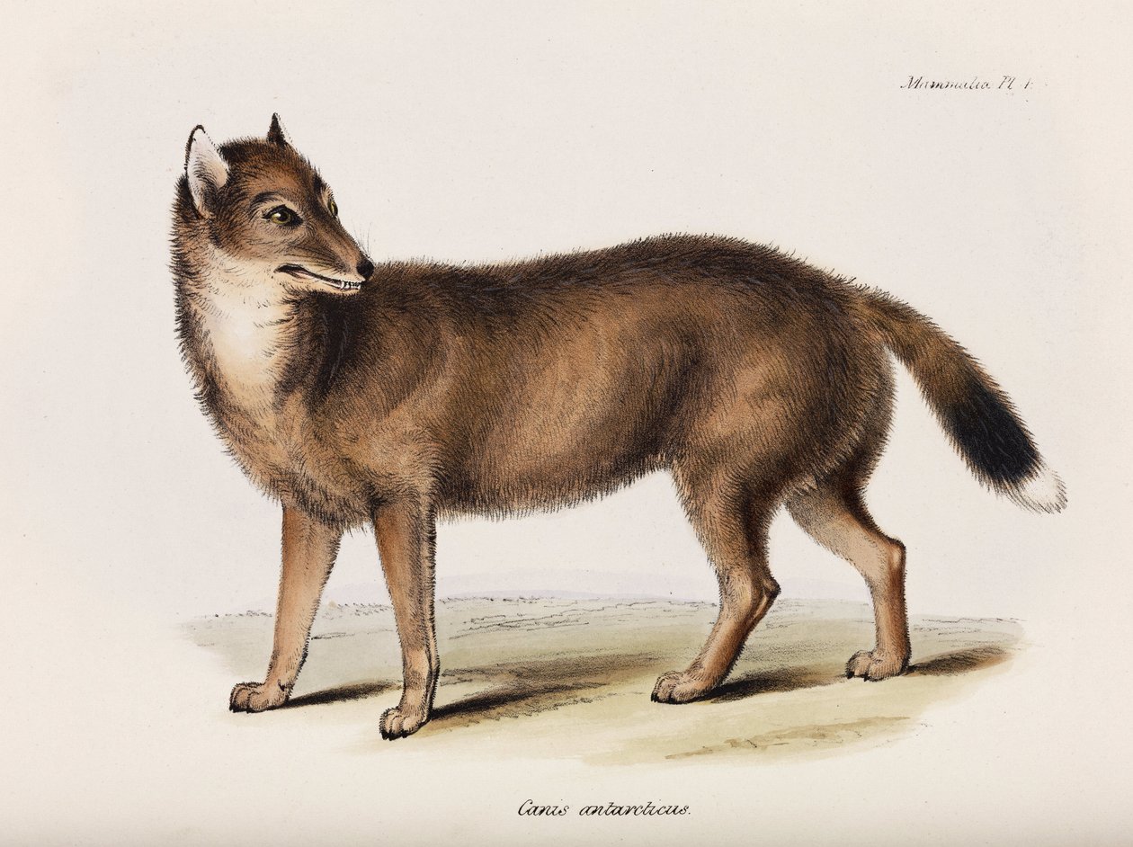 Fox, Falklandské ostrovy, c 1832-1836 od John Pardon